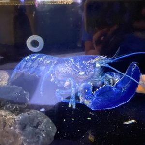 Meet your Posher, Xuan